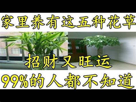 門口可以放盆栽嗎|大門口適合放什麼植物？風水師推薦發財樹、富貴竹、。